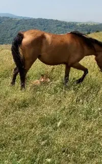 اسب مادیان با کره نر