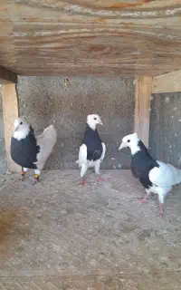 فروش دوعدد جوجه طوقی سیا
