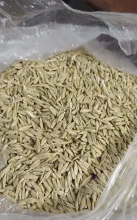 جو محلی سرا رود
