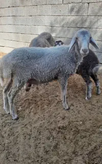 بره نر براداشت