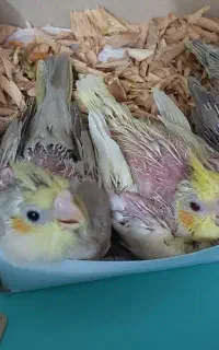 عروس هلندی جوجه