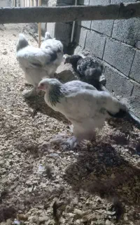 مرغ برهما امپراتور