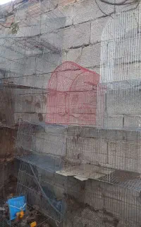 قفس