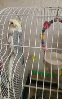 عروس هلندی