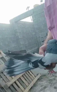 جفت سبز کاکلی فروشی