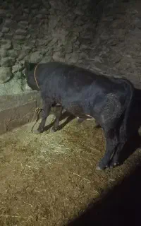 سلام هفت عدد گوساله بفروش میرسه
