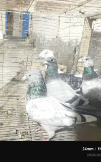 کبوتر