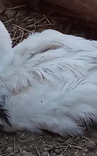 سه تا اردک