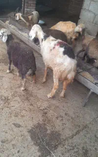 بره قوچی برجردی خال سیاه