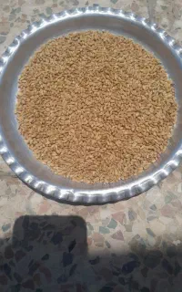 گندم درجه یک اوکرانیا