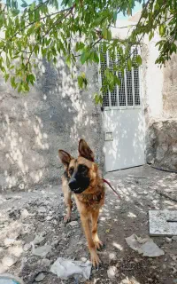 سگ ژرمن اصیل
