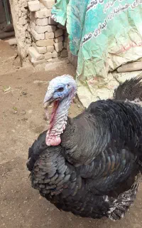یک  راس بوقلمون  ،نر  بفروش میرسد