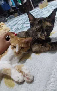 واگذاری دو گربه 5ماهه
