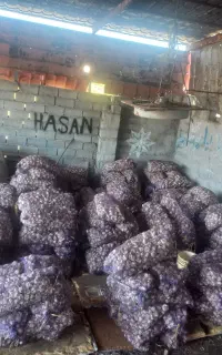 سیر درجه یک صادراتی