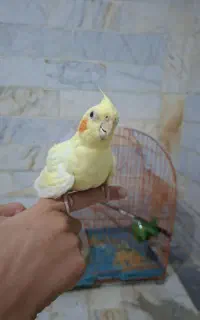 عروس هلندی