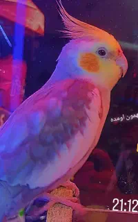 گمشده عروس هلندی