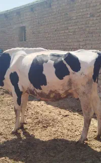 یک راس گاو جوان آوستن شیری عالی برای نگه داشتن