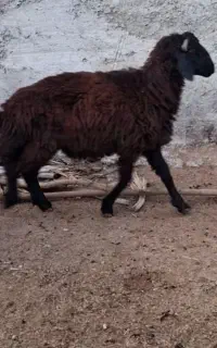 بره برای عید قربان