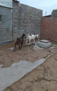 دوتا بزغاله
