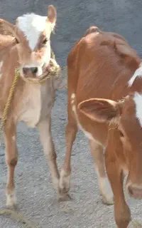 فروخته شددوتاگوساله نرماده دورگ۱۳۰م هلشتان  اذرسا