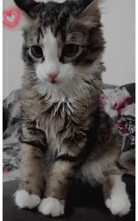 گربه dsh