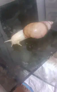 حلزون اپاچینا