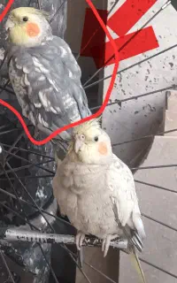 یک دونه عروس هلندی گم شده