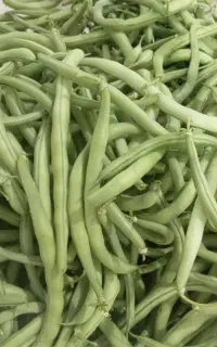 لوبیا سبز