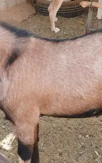 کهره چپش دورگ مورسیاه والپاین ذات سه قلوزا