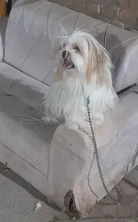 گمشده