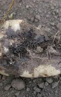 سیاهی چغندرت رو درمان کن