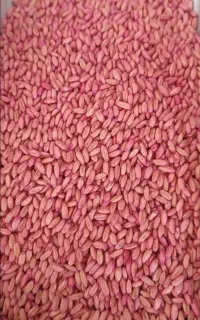 گندم بذری رقم باران
