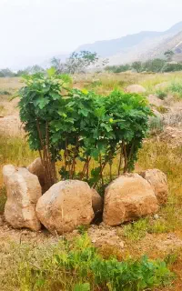 استخدام کارگر کشاورزی باغ انجیر( اتباع)