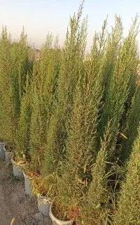 گیاه سرو شیراژ