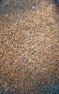 گندم بذری آبی‌پیشگام‌مدل‌1405دانه‌درشت‌تمیز