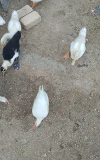 جوجه اردک