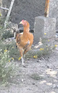 مرغه لاری