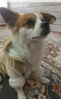 ۲عددسگ کمشده چهافصل