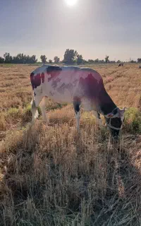 گاو چاق فروشی