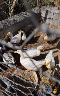 اردک محلی بزرگ