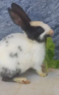خرگوش