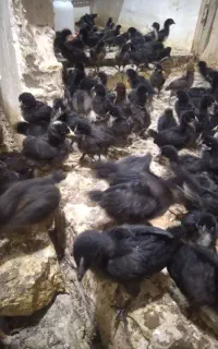 جوجه مرغ خروس