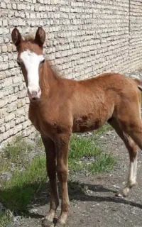 تعلیم و سواری کردن اسب