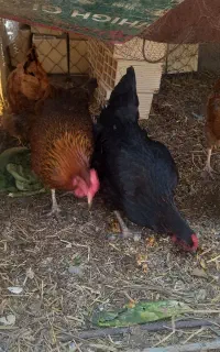 مرغ محلی تخمگذار