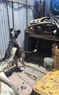 فروش سگ نژاد دار اصیل ودرشت