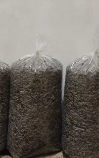 تخمه خوی