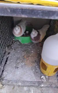 مجسمه