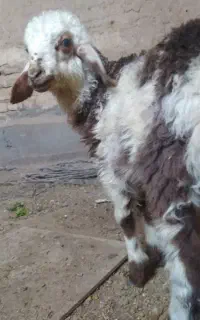 بره نر میش علف خور سفیدخوش رنگ دنبال گله گوسفند بز