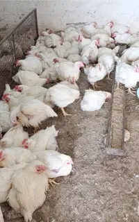 نیازمند شاگرد مرغ پرکنی