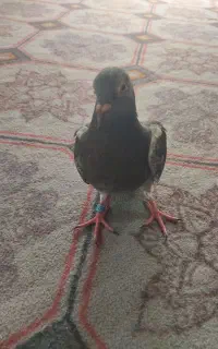 کبوترپلاکی پیداشده